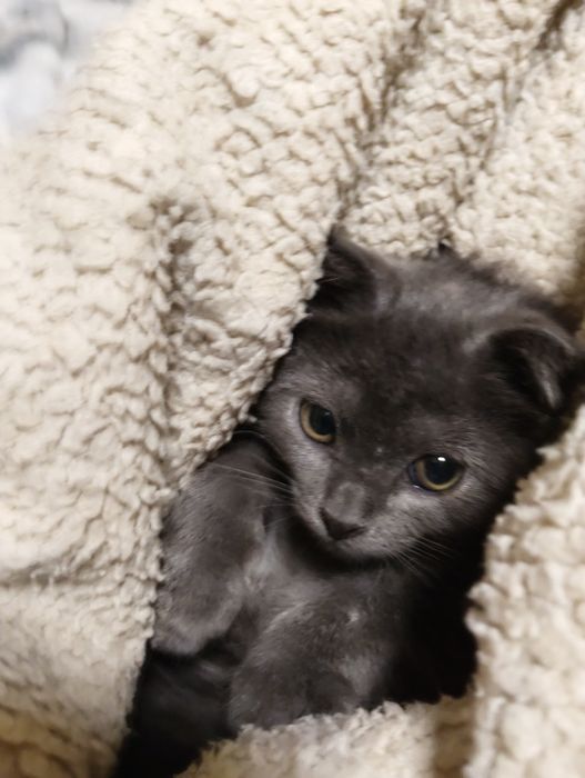 Кошечка серая 5 месяцев