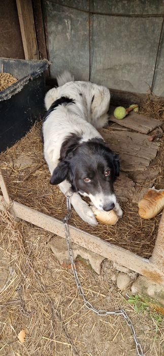 Donez/ Dau spre adopție 3 câini