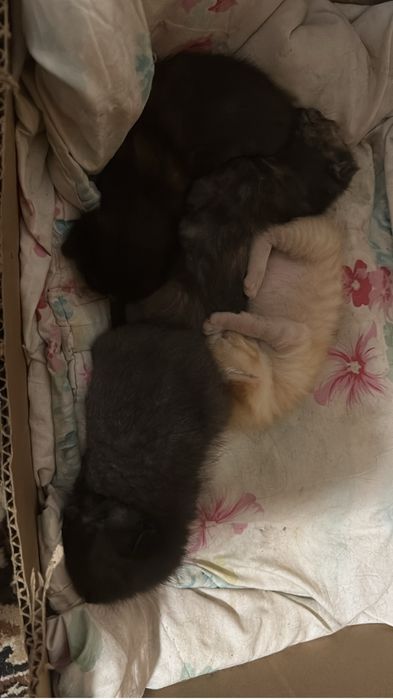 Котенки милые даром,девочки