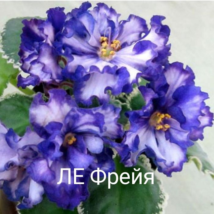 Продам сортовые цветущие фиалки