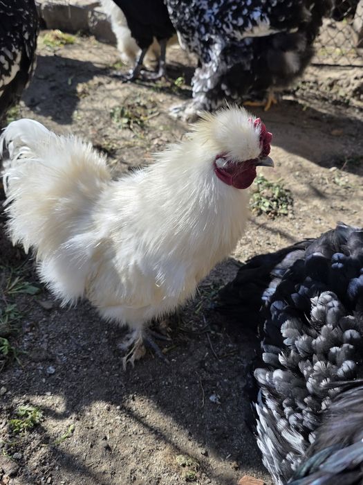 Oua pentru incubat Moțată, Australorp, Cochinchina,  Phoenix, Mătase J