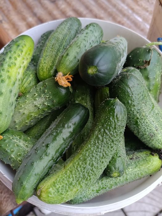 Продам огурцы домашние