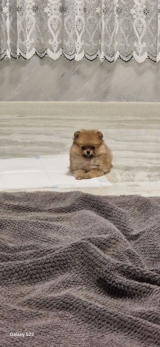 Сладко померанче