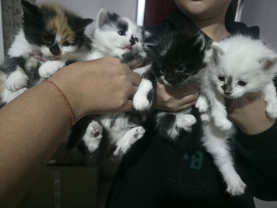 Отдадим котят в Боралдае