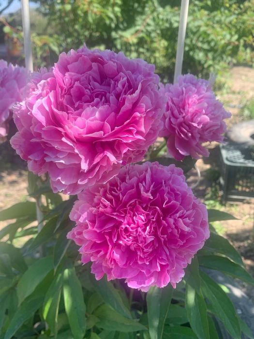 Продам дачный дом в Коктеме