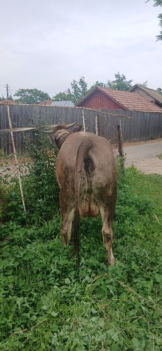 Vând Junică fatată