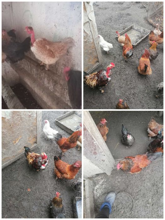 Продам молодых петушков.