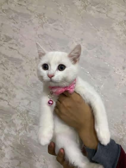 Birtan strayt toza zot