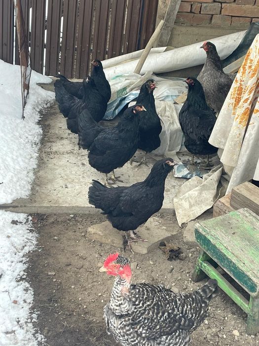 Vând cocoși și găini rasa araucana