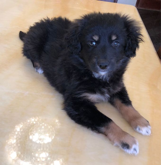 Отдам девочку в добрые руки.