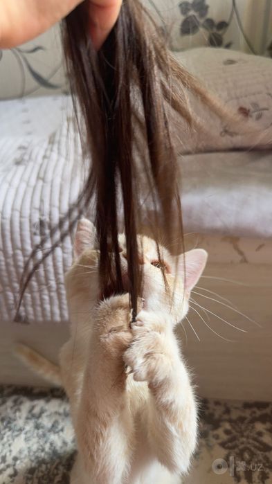 Котенок 5 месяцев
