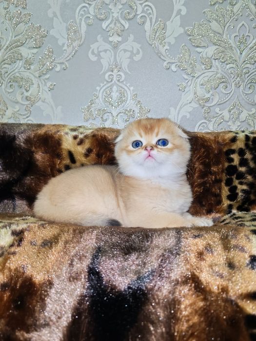 Золотая шиншилла котята
