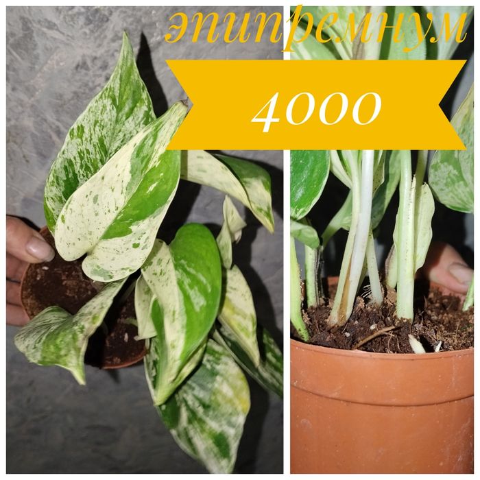 Цветы  комнатные