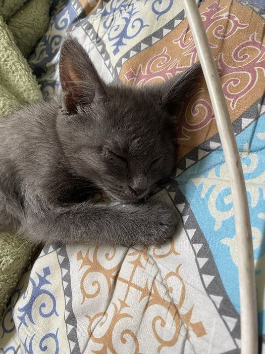 Отдам кота в хорошие руки