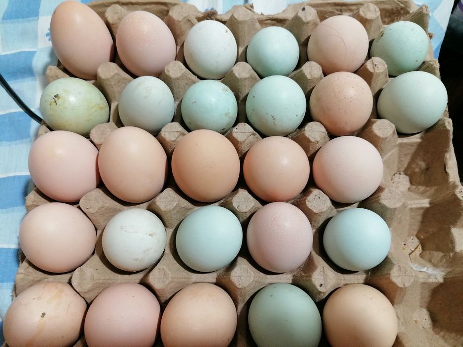 Домашние яйца, уй тухумлари