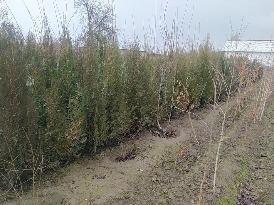 Продается Туя и Берёза