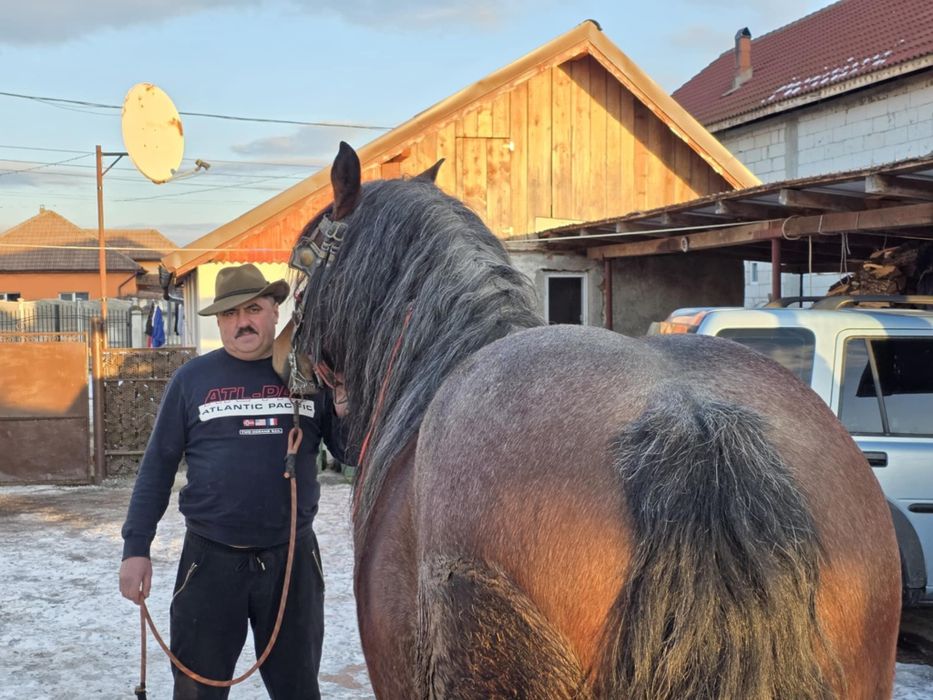 Armasar vanzare varsta 8 ani