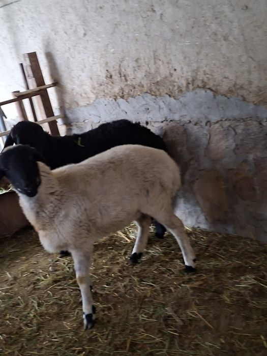 Соглом 2 та куй сотилади.