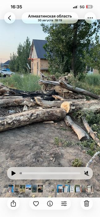 Дерево бесплатно