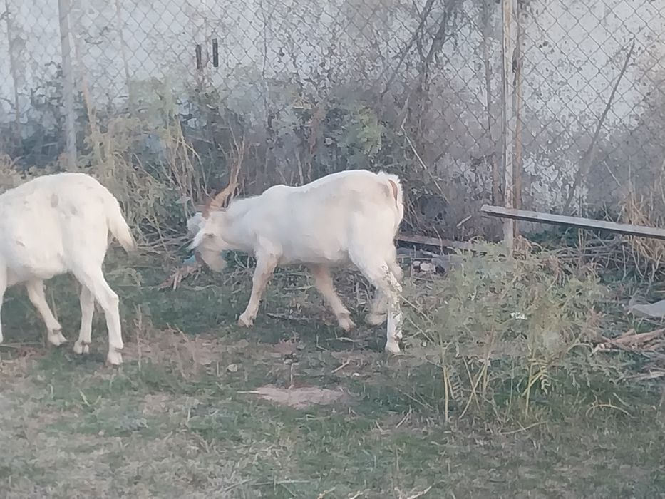 Теке сатылады.  Продам козла.