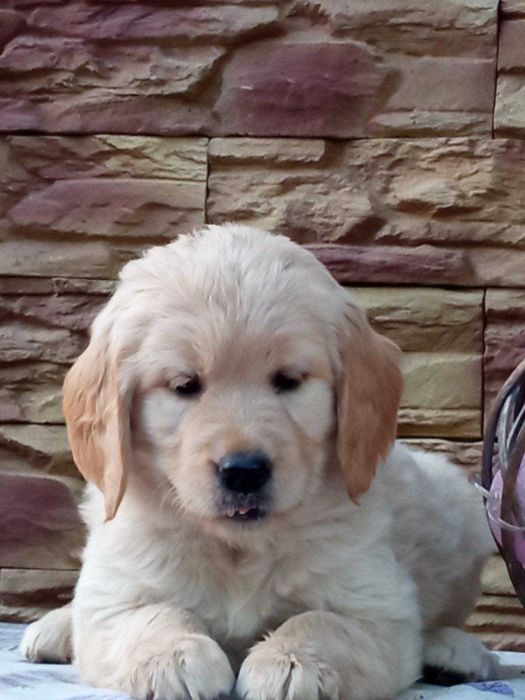 Golden Retriever baietel de vanzare cu pedigree,superb/transport