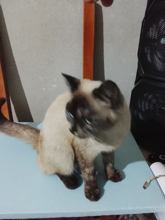 Mushuk sotiladi xomlador