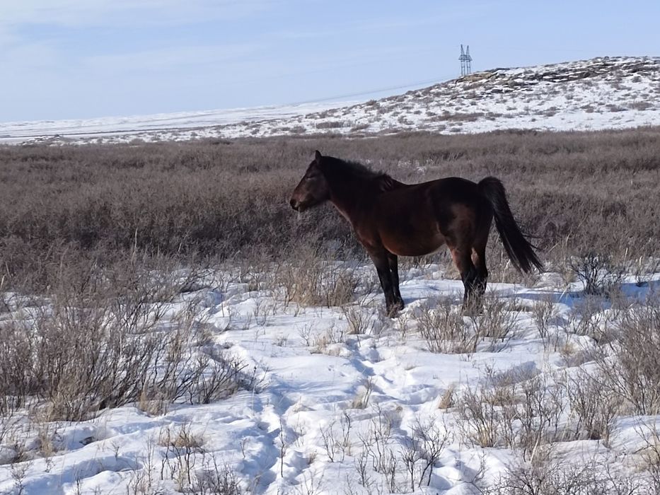 Айгыр мугалжар  жассы 4-5