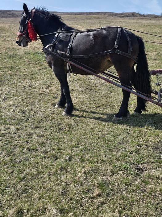 Manza semigreu de vânzare