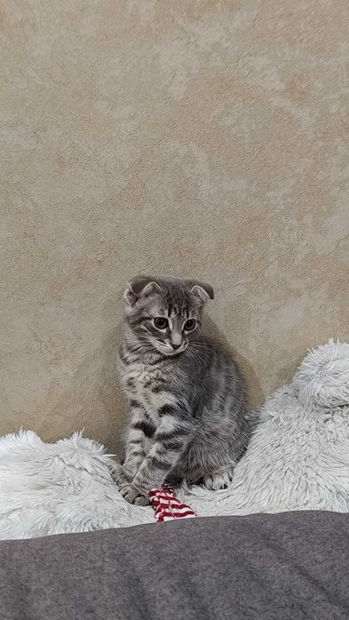 Котенок  девочка