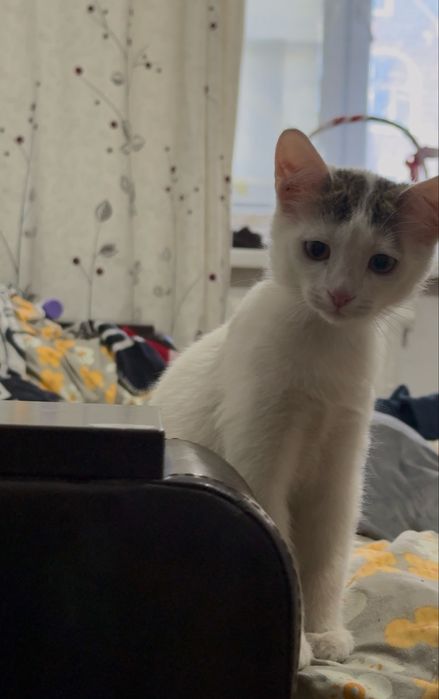 Бесплатная кошка