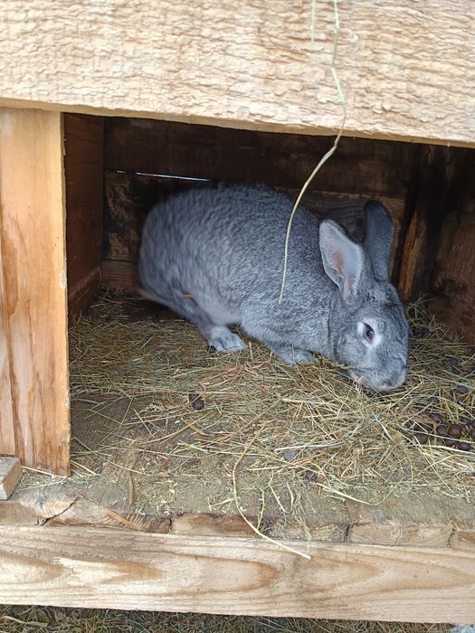 Vând iepuri cu cotet cu tot