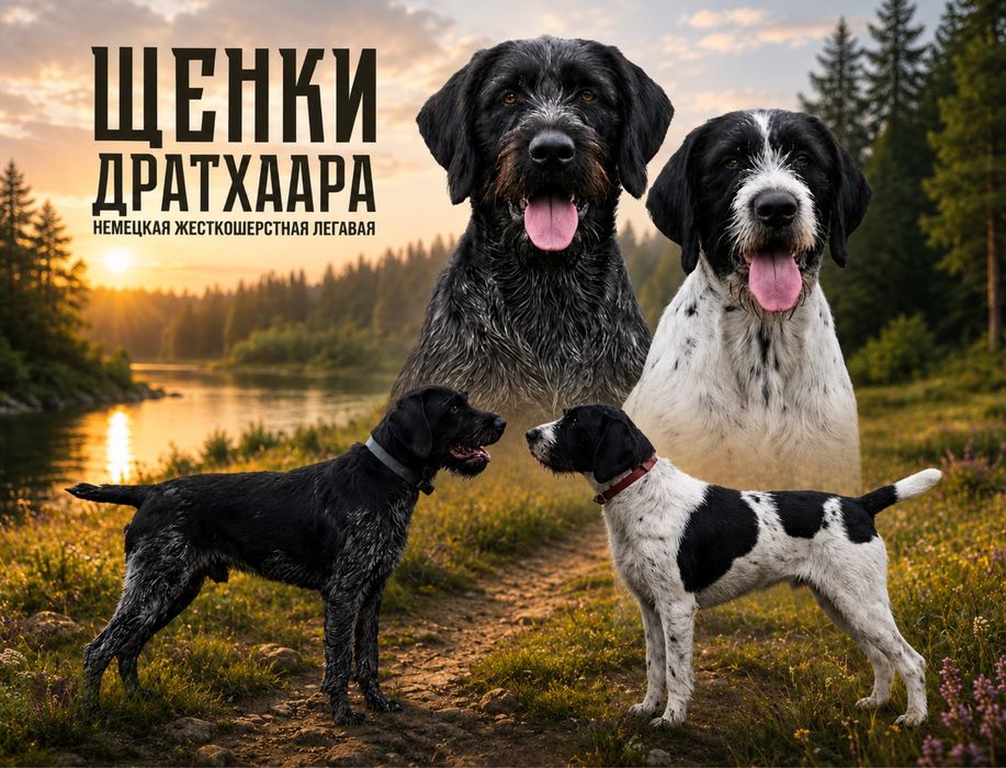 Продам щенков дратхара
