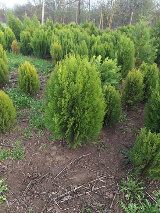 Източна компактна туя 80-120см