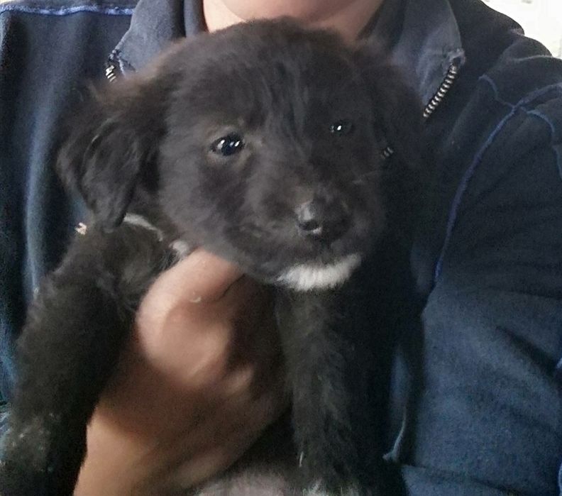 Подарявам кученца