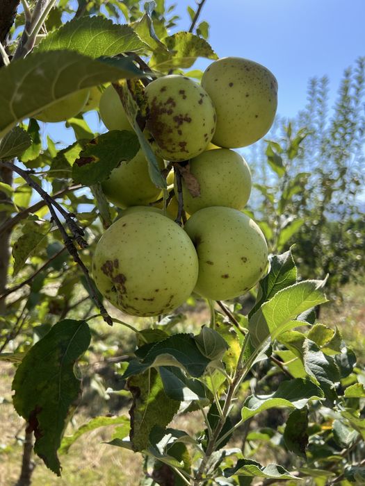Продам яблоки золотой.