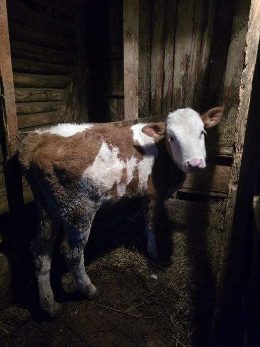 Vitică de 2 luni jumate