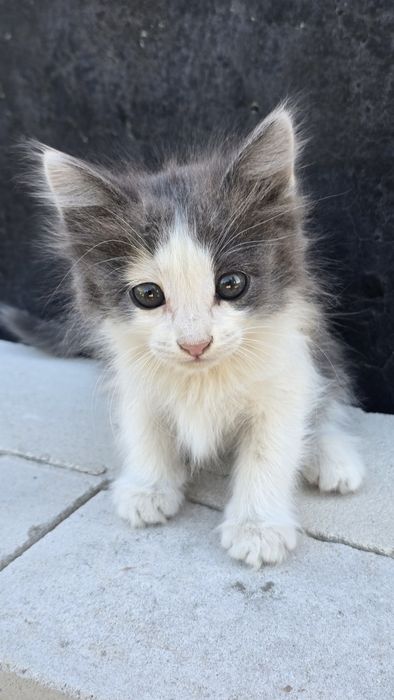 Котята 2 месяца.