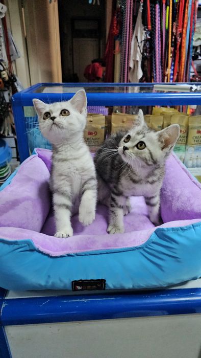 Котенок британский