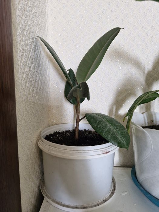 Цветы фикус и женское счастье