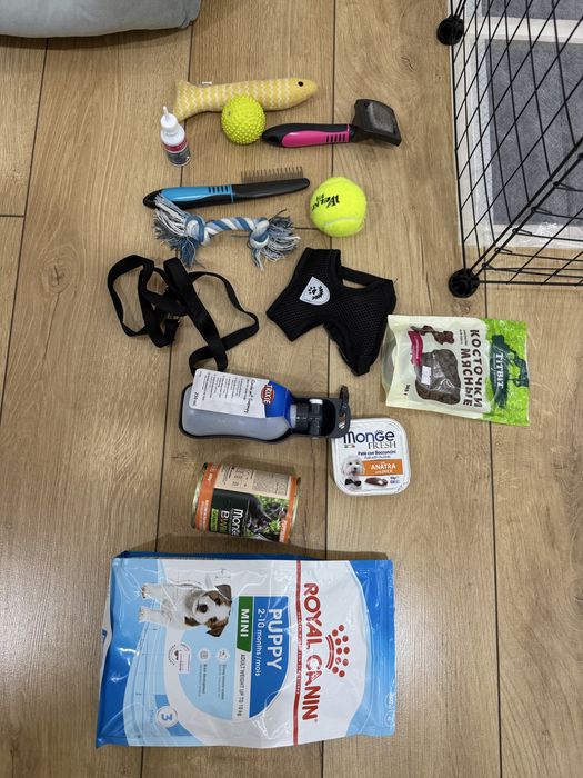 Померанский шпиц