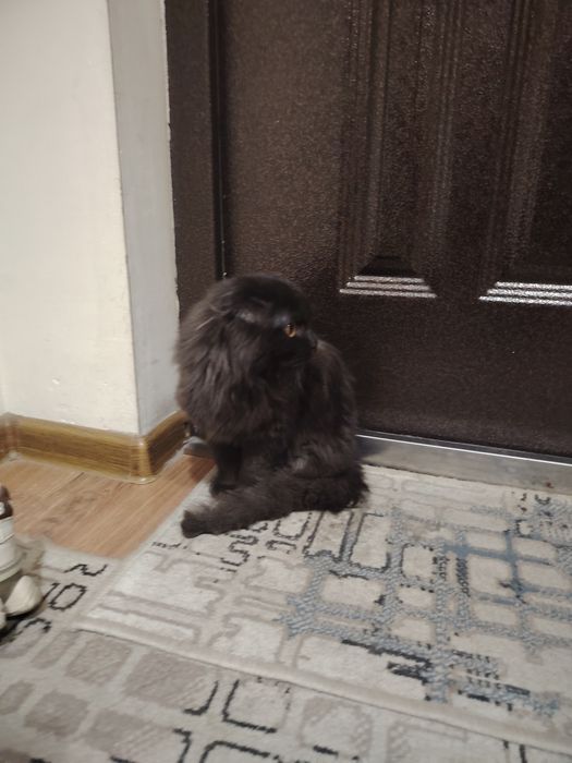 Котёнок вислоухий