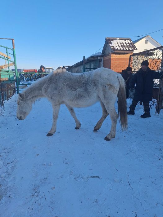 Продам жерёбых кобыл.