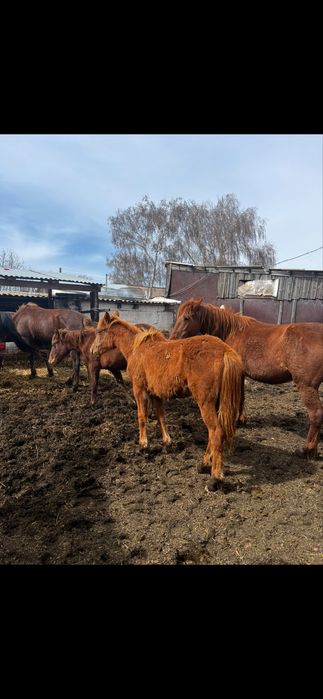 Продам табун лошодей