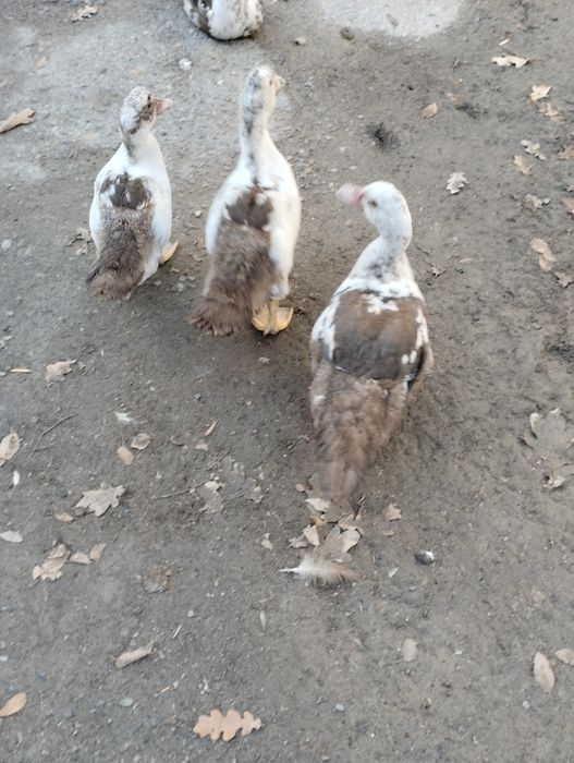 Ути индоуики молодые