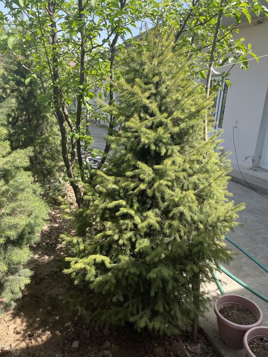 Rasprodaja skidka yel tyanshanskiy, tyanshan archa 2-3 metrlik