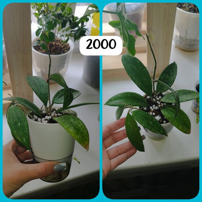 Продаю излишки комнатных растений