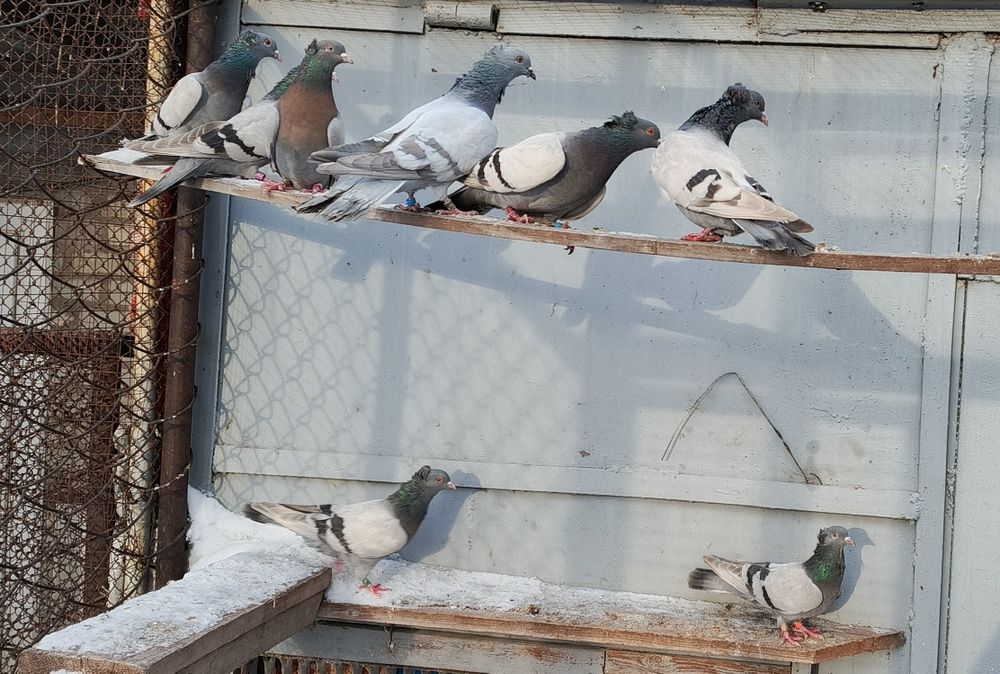 Бакинские голуби