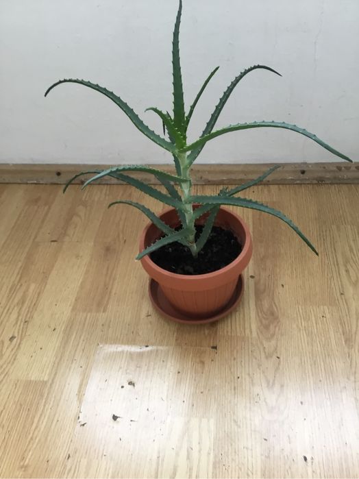 Vand planta Aloe Vera