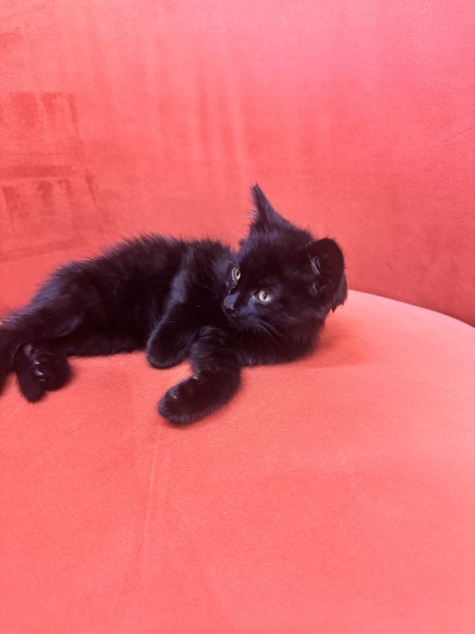 Отдаем в хорошие и добрые руки