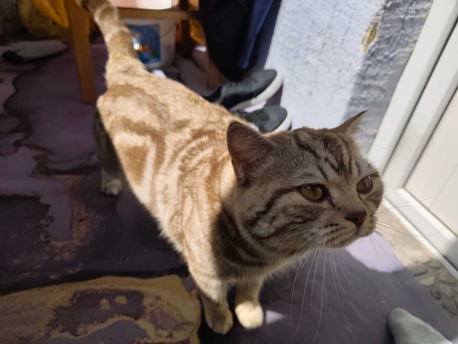 Скоттиш страй кот